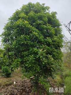 高度3500厘米中华石楠