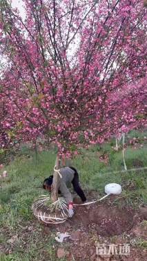 12公分垂丝海棠