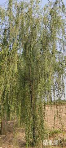 15公分垂柳