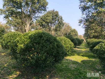 冠幅250厘米大叶黄杨球