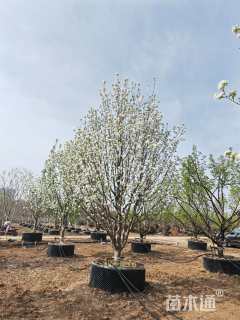 16公分八棱海棠