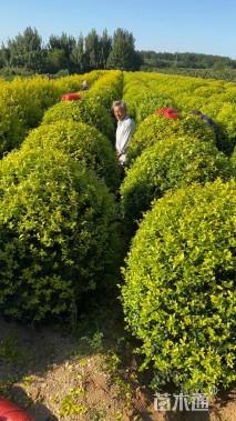 冠幅220厘米大叶黄杨球