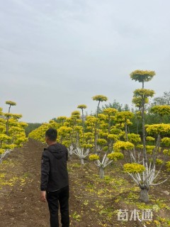 15公分造型金叶榆