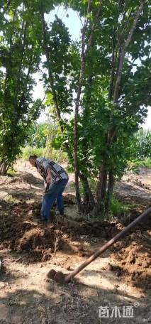 高度900厘米丛生蒙古栎