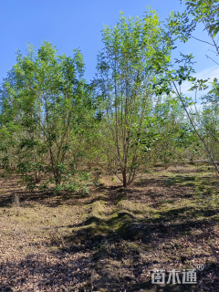 高度600厘米丛生白蜡