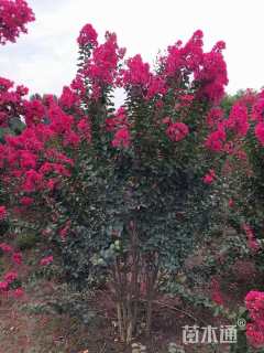 高度250厘米丛生紫薇