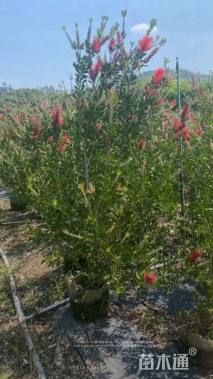 高度80厘米美花红千层