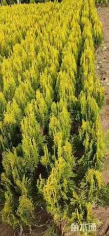 高度15厘米洒金柏