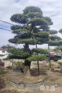 15公分造型小叶女贞