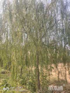 16公分垂柳
