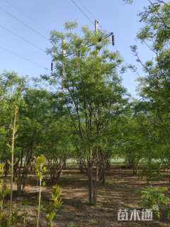 高度700厘米丛生国槐