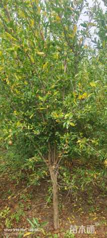 高度200厘米石榴