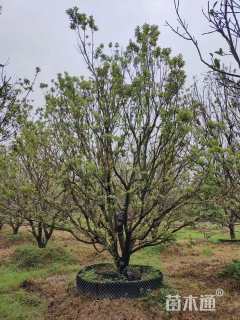 20公分(4杆)丛生杨梅