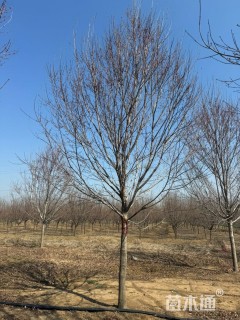 12公分美国红枫-红冠