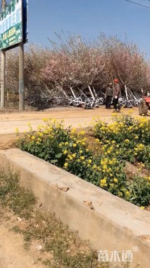 12公分染井吉野樱