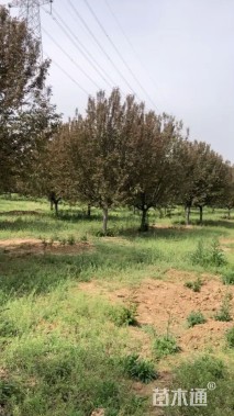 15公分绚丽海棠