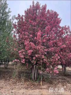 高度400厘米丛生海棠
