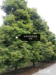 25公分金丝楠木