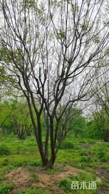 50公分(5杆)丛生黄连木