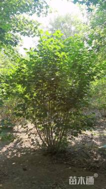 高度150厘米丛生丁香