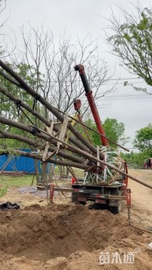 12公分(5杆)丛生朴树