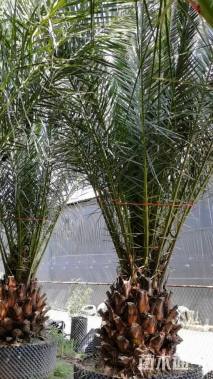 裸干高50厘米加拿利海枣