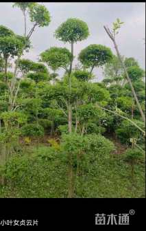 高度200厘米小叶女贞