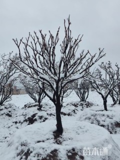 高度200厘米紫斑牡丹