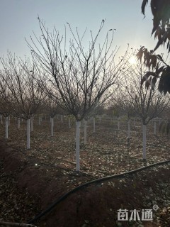 18公分高杆染井吉野樱