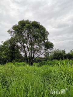 50公分丛生香樟