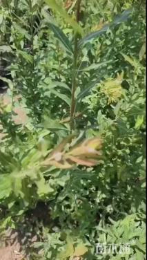 高度120厘米杞柳