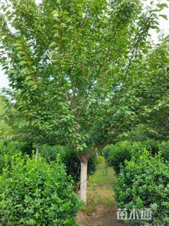 18公分日本晚樱