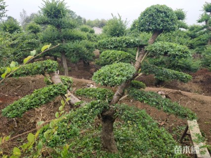 20公分造型榆树