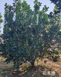 18公分(3杆)丛生香泡