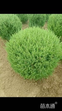 冠幅80厘米刺柏球