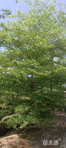 10公分小叶榄仁