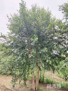 高度400厘米丛生白桦