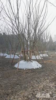 15公分丛生朴树