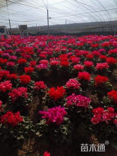 高度30厘米仙客来