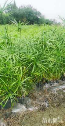 高度1000厘米旱伞草