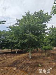 30公分高杆早樱