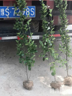 高度160厘米北海道黄杨