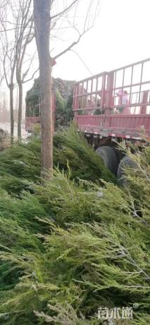 高度400厘米塔柏