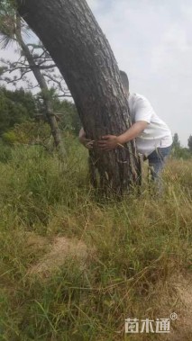 25公分造型黑松