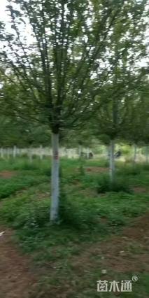 14公分绚丽海棠