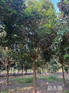 15公分大叶女贞