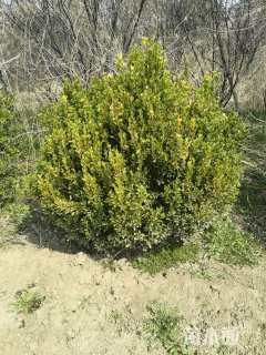 冠幅150厘米瓜子黄杨球