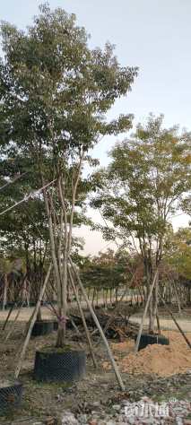 18公分紫花风铃木