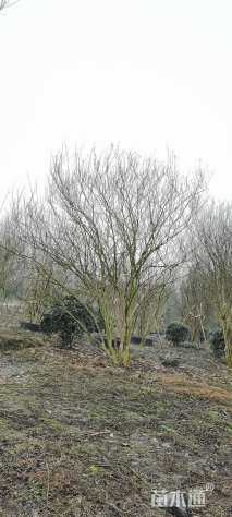 高度500厘米丛生紫薇