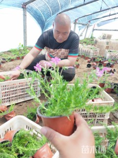 高度20厘米福禄考